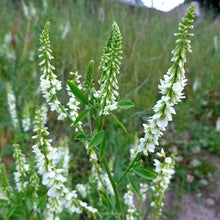 Mélilot blanc en fleurs, plante mellifère aux fleurs blanches.