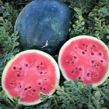 Organic ‘Sugar Baby’ watermelon (<em>Citrullus lanatus</em> ‘Sugar Baby’)