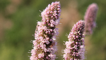 Menthe bio — Réglisse/Coréenne (<em>Agastache rugosa</em>)