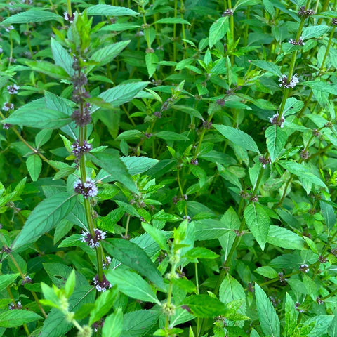 Menthe du Canada, plante aromatique indigène au feuillage vert.
