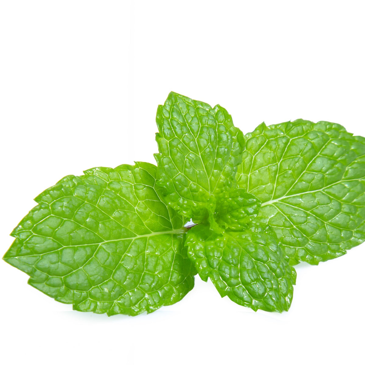 Photo de Menthe poivrée. Le visuel permet d’observer les contours, les teintes et la disposition des éléments présentés. Les détails de forme et les contrastes donnent un aperçu de l’apparence de cette plante ou de sa récolte. Cette photographie accompagne la variété nommée afin de l’identifier dans la sélection de semences.