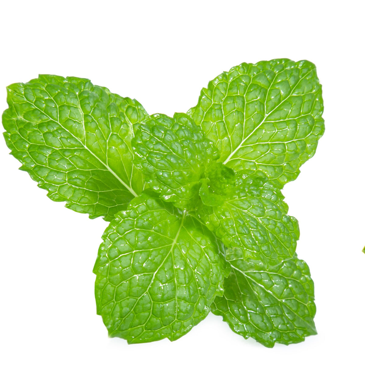 Photo de Menthe verte. Le visuel permet d’observer les contours, les teintes et la disposition des éléments présentés. Les détails de forme et les contrastes donnent un aperçu de l’apparence de cette plante ou de sa récolte. Cette photographie accompagne la variété nommée afin de l’identifier dans la sélection de semences.