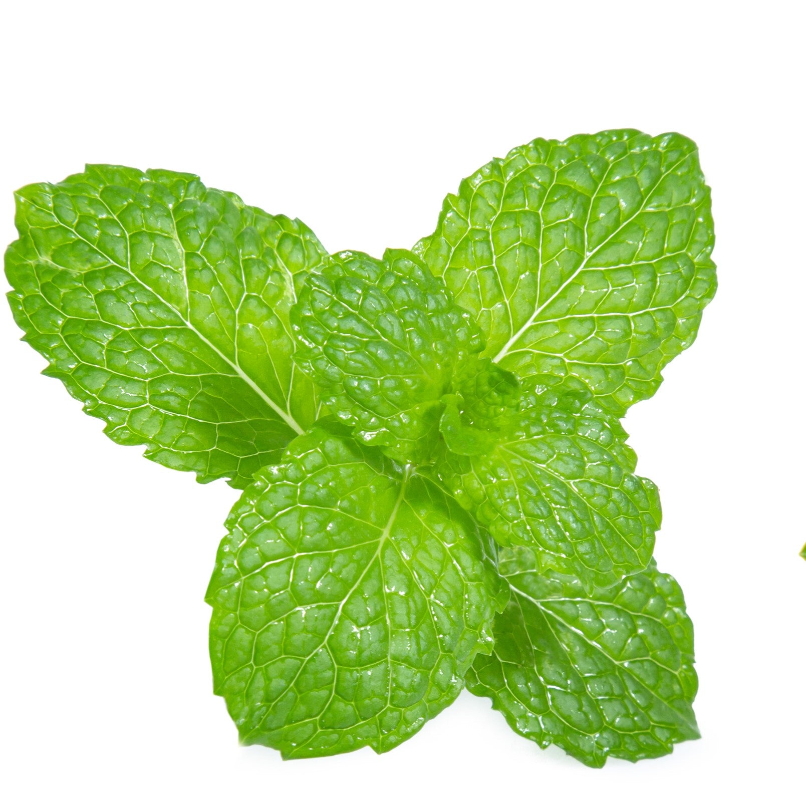 Spearmint
