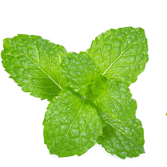 Photo de Menthe verte. Le visuel permet d'observer les contours, les teintes et la disposition des éléments présentés. Les détails de forme et les contrastes donnent un aperçu de l'apparence de cette plante ou de sa récolte. Cette photographie accompagne la variété nommée afin de l'identifier dans la sélection de semences.