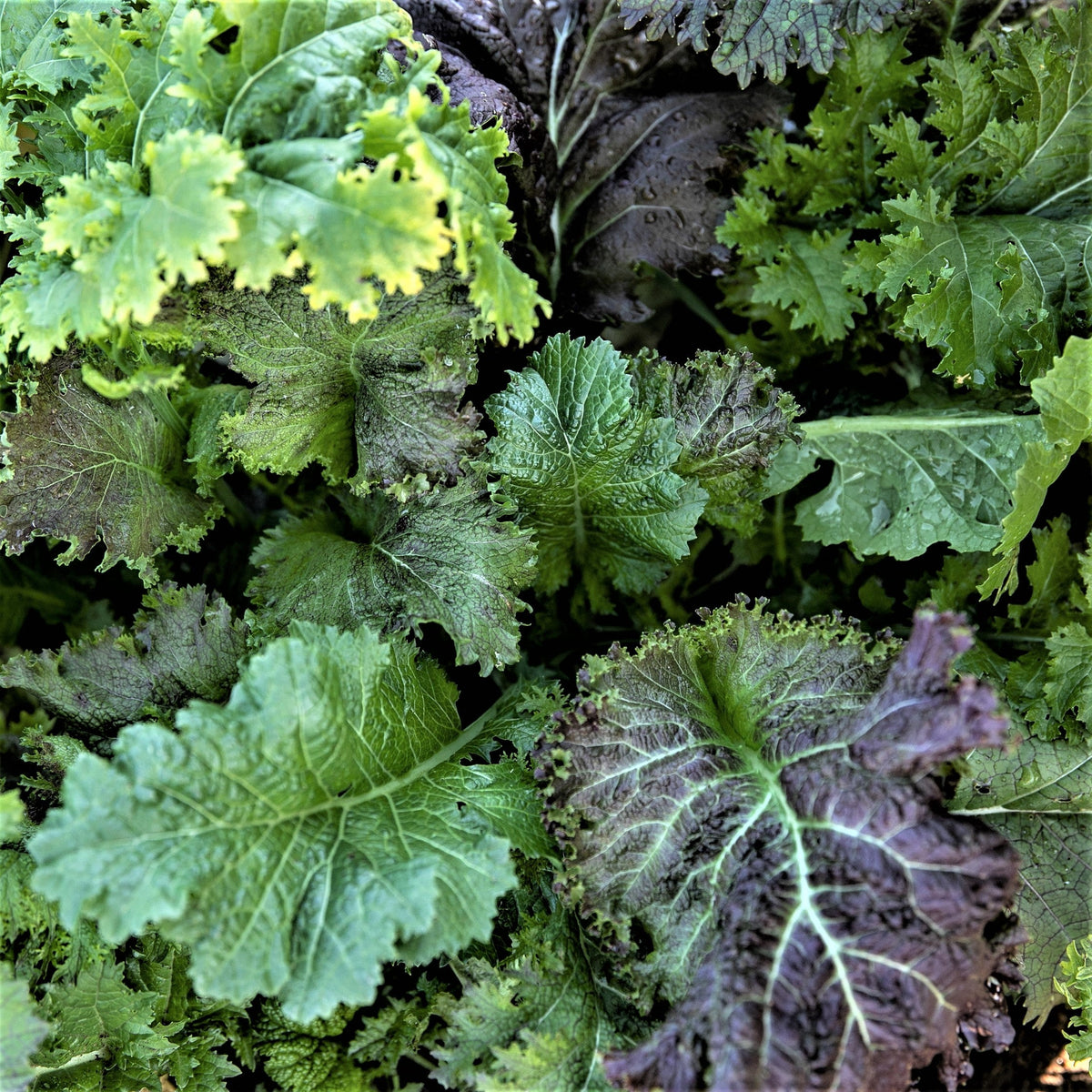 Mesclun de Moutardes Piquantes. Mélange de feuilles vertes et rouge pourpré, très découpées. Le cadrage permet de voir les formes, les couleurs et les détails du sujet représenté. Les contours se détachent du fond de l’image, avec des différences de teinte et de texture visibles sur les surfaces. Cette vue accompagne la présentation du produit dans la boutique.