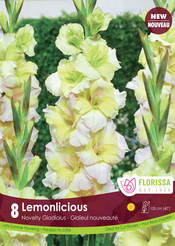 Gladiolus 'Lemonlicious'