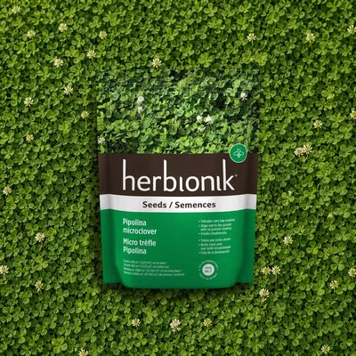 Pipolina micro white clover seeds