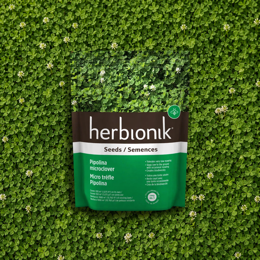 Pipolina micro white clover seeds