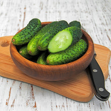 Photo de Concombre mini ‘Munch’ F1. Sa peau tendre ne nécessite pas d’être pelée et ses fruits sans graines garantissent une dégustation agréable et facile. Prévoyez une surface suffisante au potager pour que le feuillage puisse s’étendre sans étouffer les cultures voisines Le visuel permet d’observer les contours, les teintes et la disposition des éléments présentés.