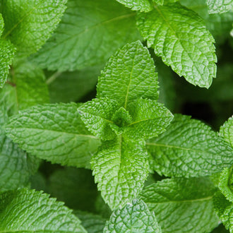Photographie de Menthe verte (Mentha spicata), sélection proposée en semences W.H. Perron. Le visuel présente l’apparence de la plante ou de sa récolte et permet d’en observer les formes et les couleurs. Cette vue illustre les caractéristiques visibles de la sélection, dans une présentation destinée à accompagner son identification et à montrer son intérêt au jardin.