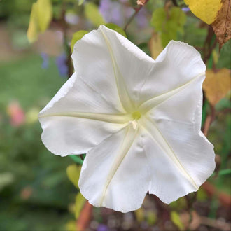 Une grande fleur blanche en forme d’entonnoir occupe le centre de l’image. Des plis clairs convergent vers une gorge jaune verdâtre et dessinent une étoile sur la corolle. Le bord des pétales est souple et légèrement ondulé. Une tige brunâtre longe la droite; des feuilles et des touches vertes et violettes composent le fond.