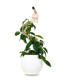 Mossify flexible coconut stake