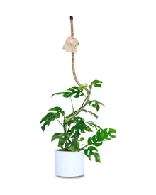 Mossify flexible coconut stake