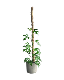 Mossify Flexible Moss Stake