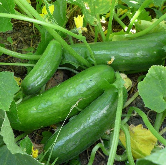 Concombre ‘Muncher’ (Cucumis sativus)