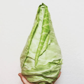 Organic 'Murdoc' F1 Cabbage Seeds by Gaia, product image prepared for Canadian gardeners.