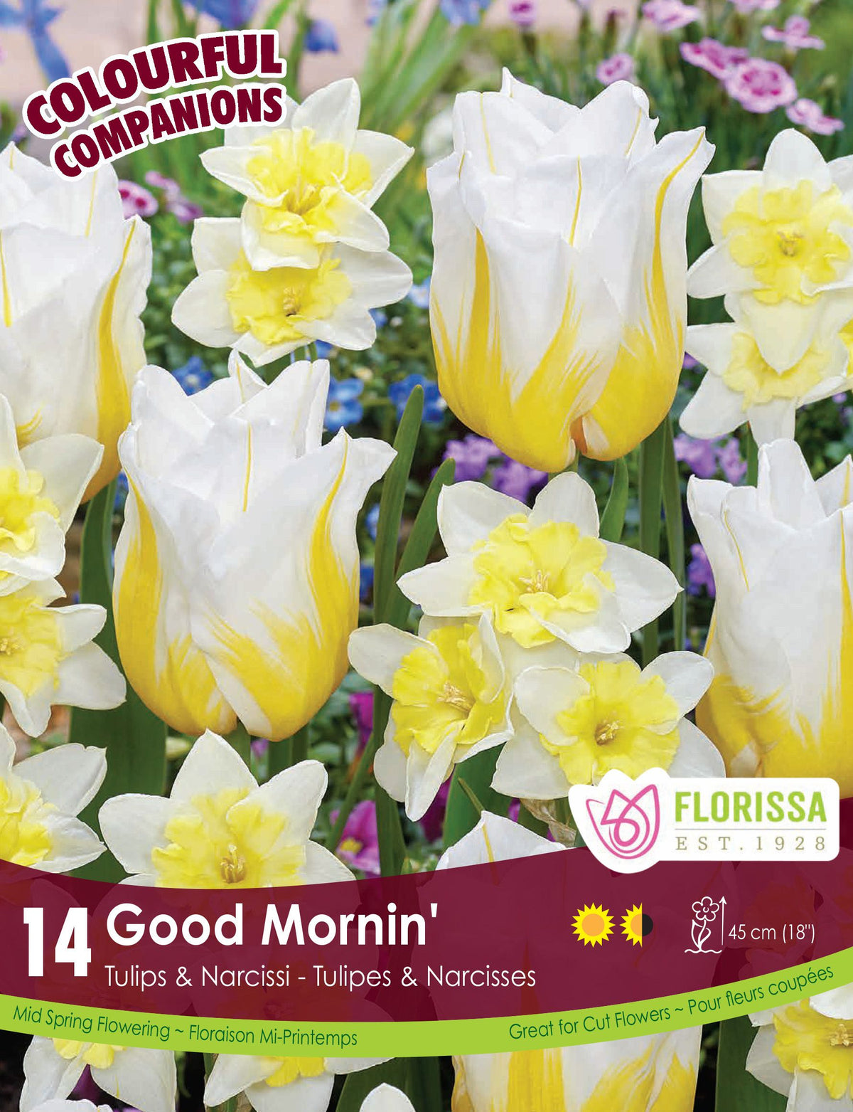 Tulipes et narcisses Good Mornin' ( Tulipa spp. et Narcissus spp.) : des tulipes blanches et jaunes associées à des narcisses crème. Le visuel Florissa présente la plante et son nom dans la partie inférieure de l’étiquette. La photographie occupe presque toute la surface, tandis que le bandeau du bas rassemble les indications du produit. Cette vue permet de reconnaître son apparence et de distinguer la variété présentée.