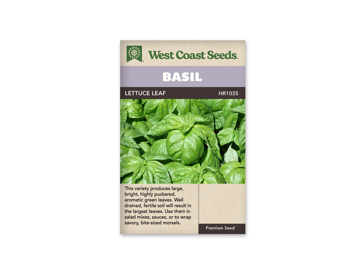 Sachet West Coast Seeds de Basilic ‘Lettuce Leaf’, présenté de face sur fond blanc. La photographie centrale montre de très grandes feuilles vert clair, plissées et bombées. Les nervures marquées accentuent leur aspect gaufré, tandis que plusieurs jeunes feuilles se regroupent au centre du plant. Un bandeau mauve indique BASIL, au-dessus du nom imprimé sur fond foncé. Le bas beige contient un texte descriptif en anglais.