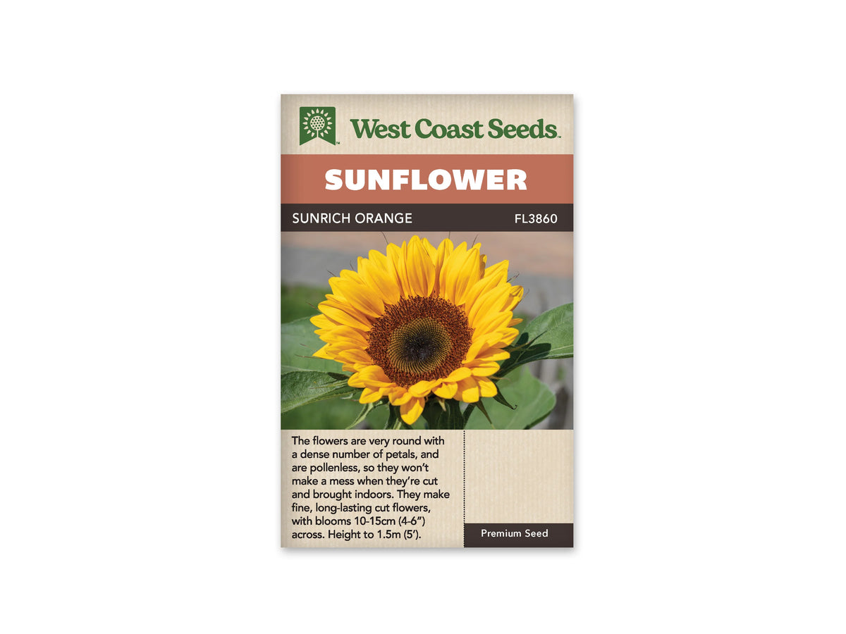 Sachet beige de semences Sunrich Orange avec bandeau terre cuite et nom sur fond brun. Une fleur jaune orangé est présentée de face, avec plusieurs rangs de pétales serrés. Le disque brun doré devient très sombre au centre. De grandes feuilles vertes entourent le capitule, devant un arrière-plan gris et beige légèrement flou.