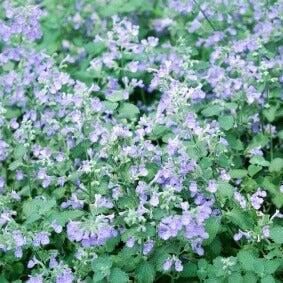 De petites fleurs lavande pâle et blanches sont dispersées dans un tapis de feuillage serré. Les feuilles vertes, petites et arrondies, présentent des bords crénelés visibles autour des fleurs. Les corolles claires apportent des ponctuations légères dans cette masse végétale continue. Le cadrage rapproché fait ressortir la différence entre les petites fleurs et les surfaces vertes qui les entourent.