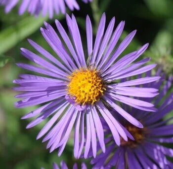 Native Seed Mix for Septic Bed