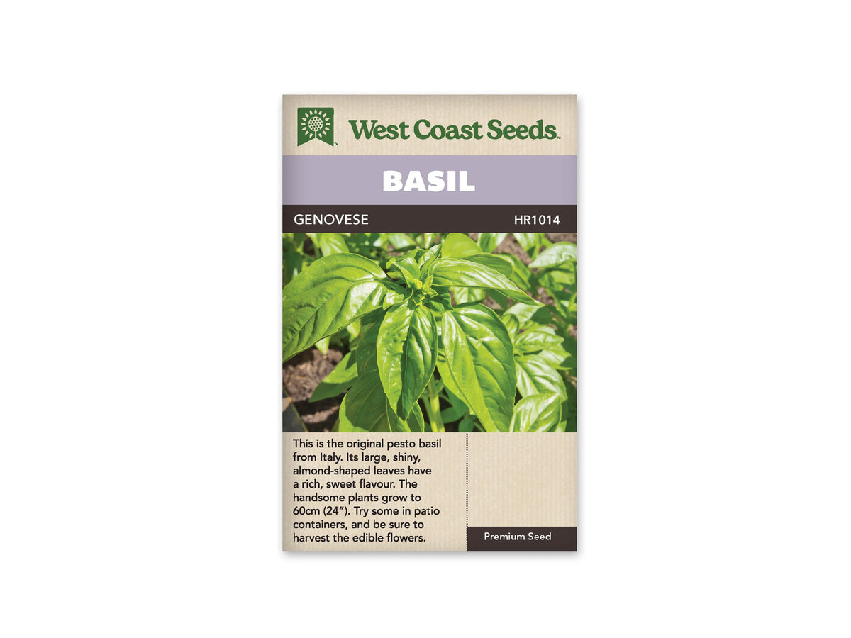 Sachet West Coast Seeds de Basilic ‘Genovese’, présenté de face sur fond blanc. De grandes feuilles vertes et brillantes occupent la photographie centrale. Leurs nervures se distinguent sur des surfaces légèrement bombées, autour de jeunes pousses plus claires au sommet des tiges. Un bandeau mauve indique BASIL, au-dessus du nom imprimé sur fond foncé. Le bas beige contient un texte descriptif en anglais.