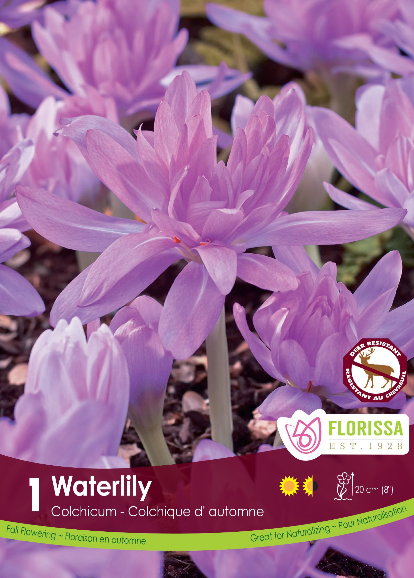 Colchicum ‘Waterlily’