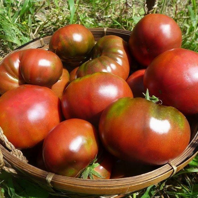 Tomate ‘Noire de Crimée’ (Solanum lycopersicum)