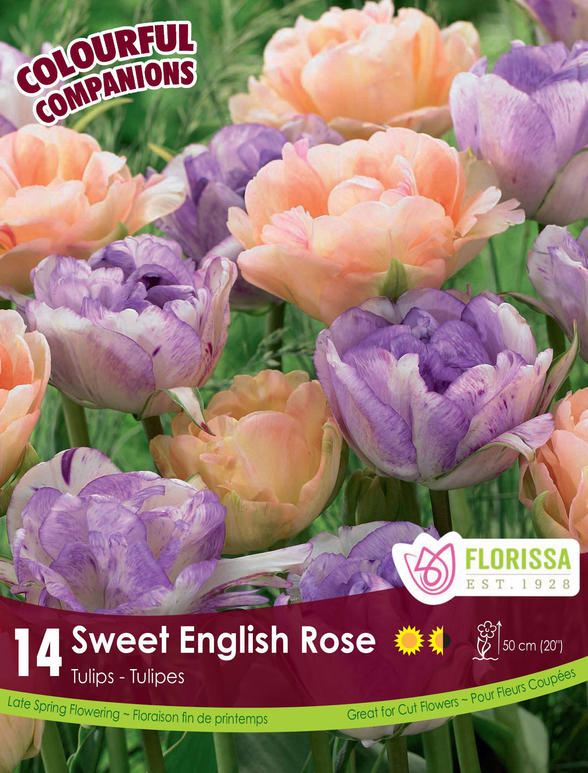 Harmonie florale ‘Sweet English Rose’ (<em>Tulipa</em> spp.)