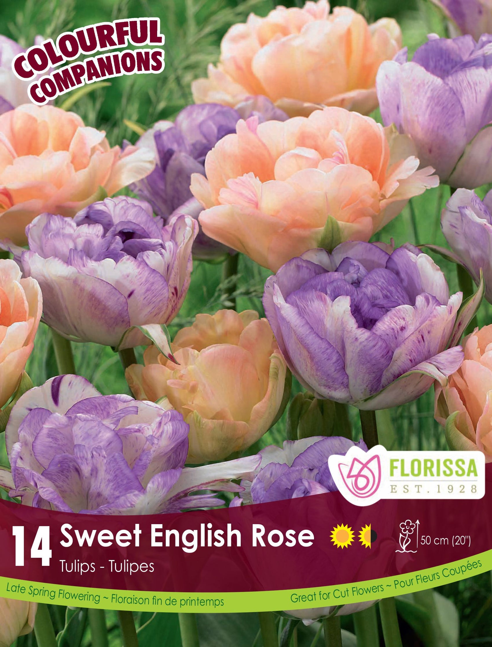 Harmonie florale ‘Sweet English Rose’ (<em>Tulipa</em> spp.)