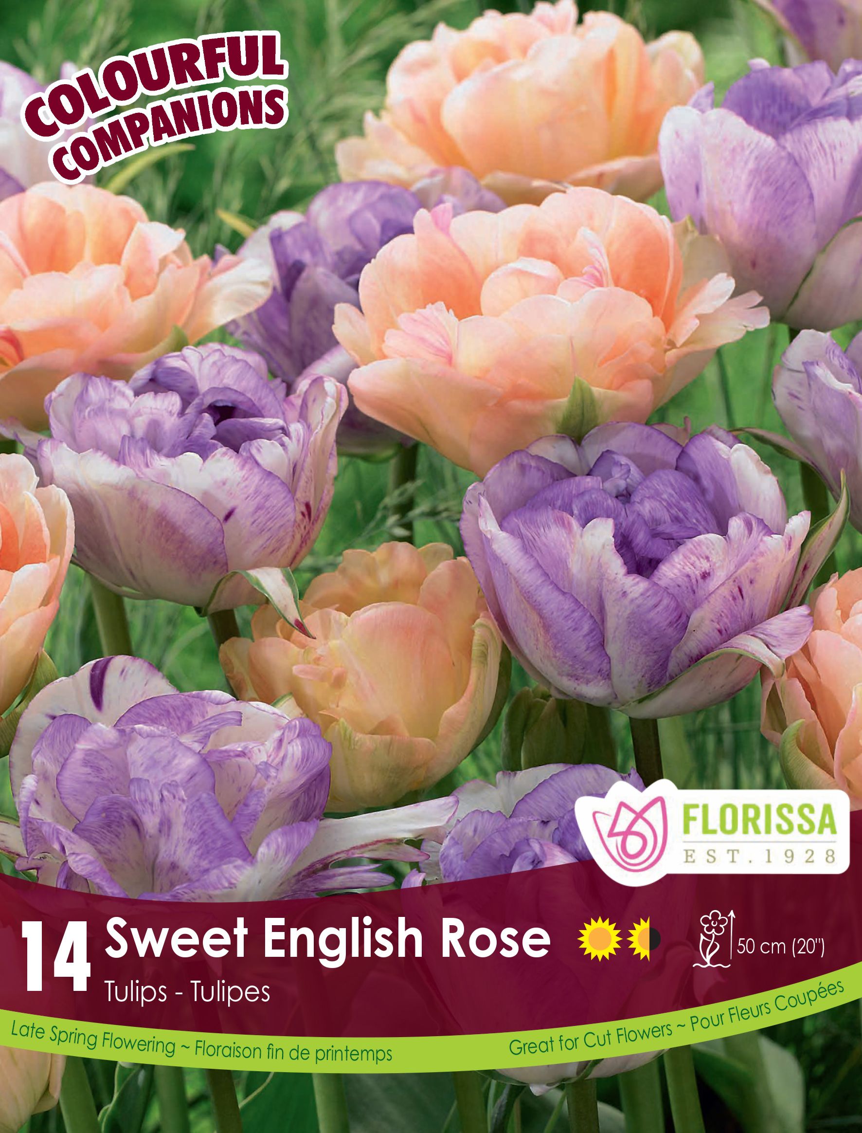 Harmonie florale ‘Sweet English Rose’ (<em>Tulipa</em> spp.)