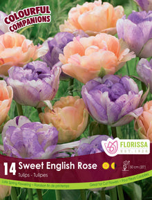 Harmonie florale ‘Sweet English Rose’ (<em>Tulipa</em> spp.)