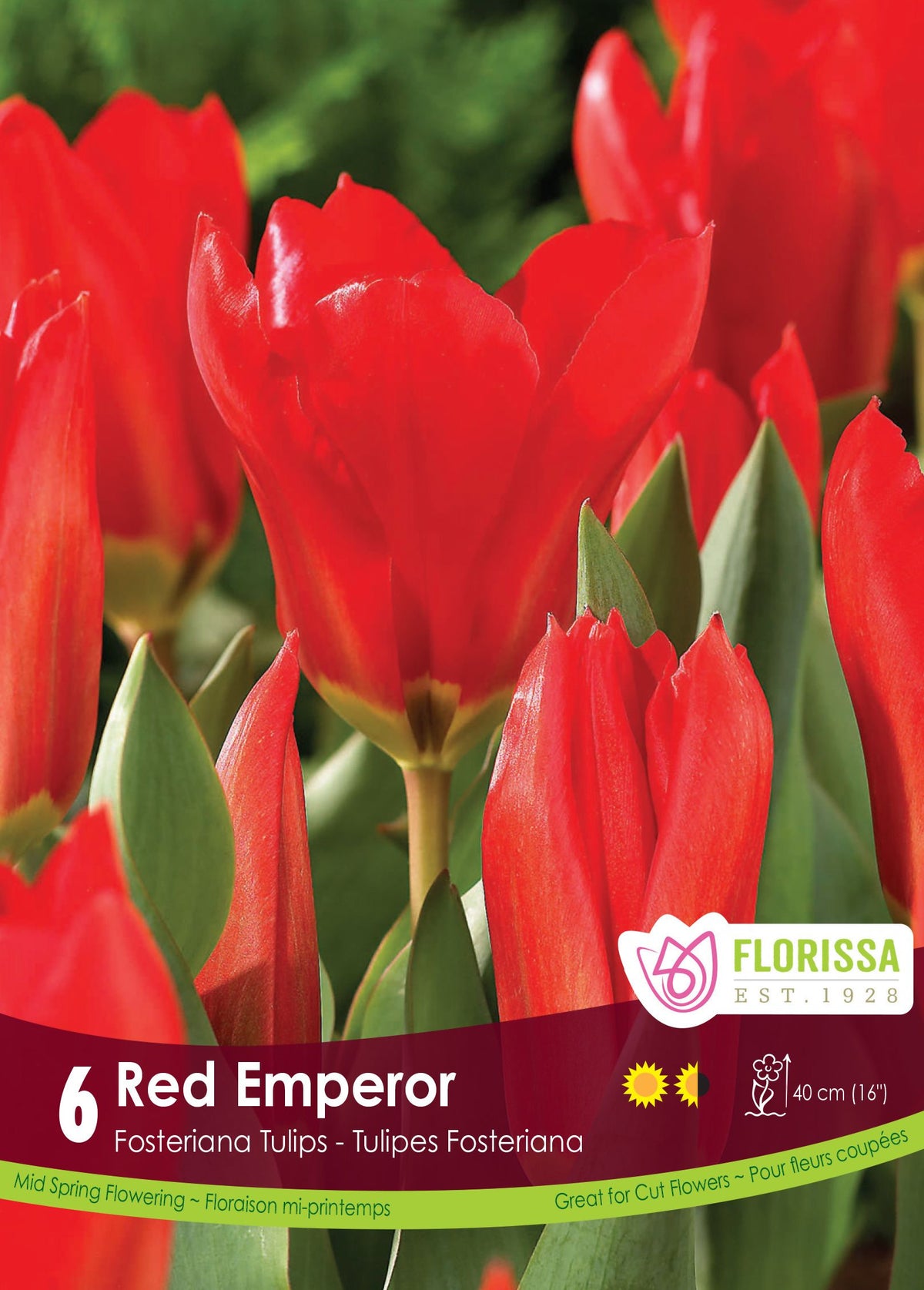 Tulipe Red Emperor ( Tulipa ) : des tulipes rouges ouvertes au-dessus du feuillage vert. Le visuel Florissa présente la plante et son nom dans la partie inférieure de l’étiquette. La photographie occupe presque toute la surface, tandis que le bandeau du bas rassemble les indications du produit. Cette vue permet de reconnaître son apparence et de distinguer la variété présentée.