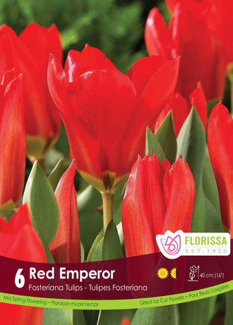 Tulipe Red Emperor ( Tulipa ) : des tulipes rouges ouvertes au-dessus du feuillage vert. Le visuel Florissa présente la plante et son nom dans la partie inférieure de l’étiquette. La photographie occupe presque toute la surface, tandis que le bandeau du bas rassemble les indications du produit. Cette vue permet de reconnaître son apparence et de distinguer la variété présentée.