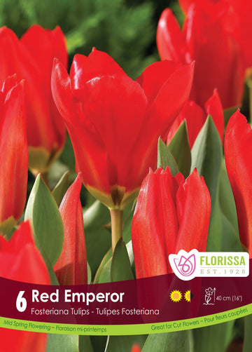  Red Emperor Tulip