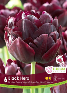 Tulipe Black Hero