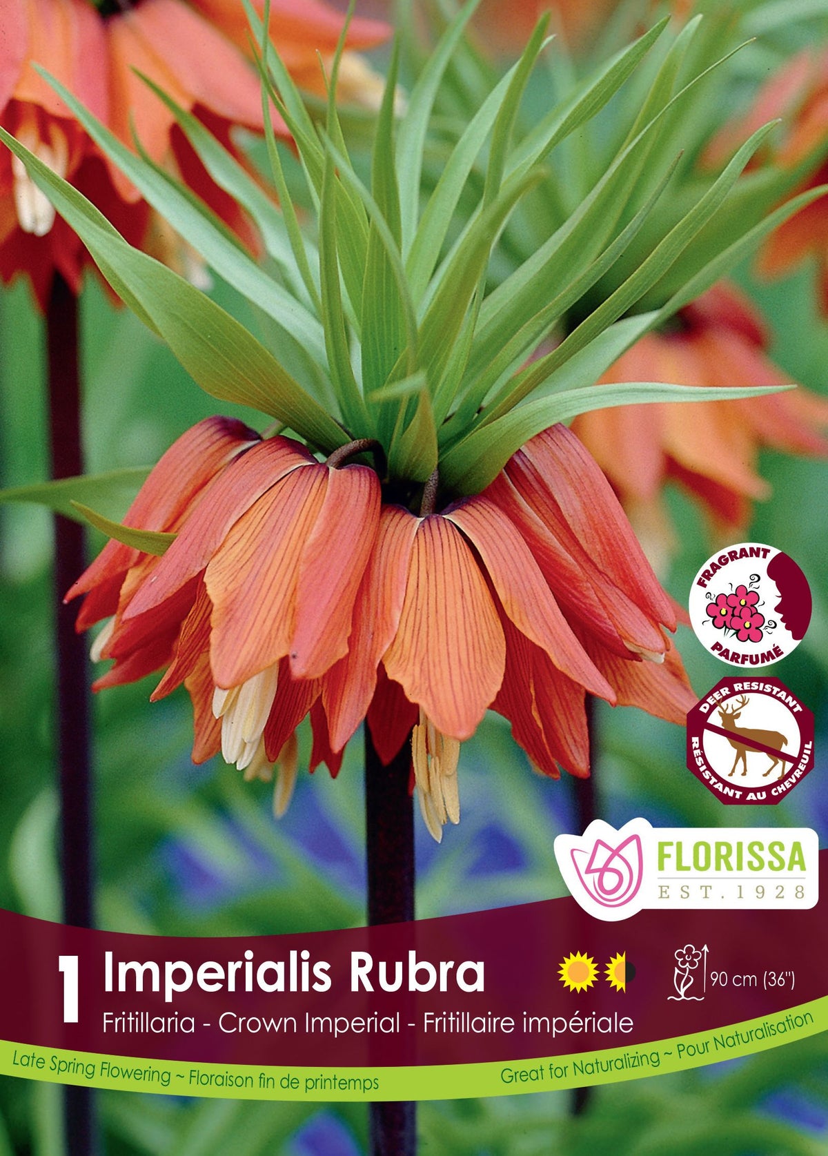Fritillaire impériale ‘Rubra’ ( Fritillaria imperialis ) : une couronne de clochettes orange sous des feuilles vertes. Le visuel Florissa présente la plante et son nom dans la partie inférieure de l’étiquette. La photographie occupe presque toute la surface, tandis que le bandeau du bas rassemble les indications du produit. Cette vue permet de reconnaître son apparence et de distinguer la variété présentée.