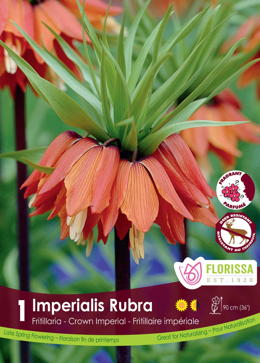 Fritillaria imperialis 'Rubra'