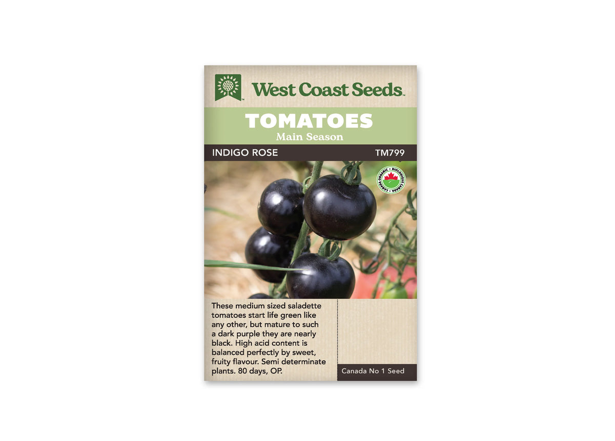 Sachet West Coast Seeds avec les mentions Tomatoes, Main Season et Indigo Rose. La photo montre des tomates rondes très sombres, bleu pourpre à presque noires, sur une tige. Quelques feuilles vertes et un fond clair sont visibles derrière les fruits. Un logo biologique rond figure à droite, sous le bandeau du nom.