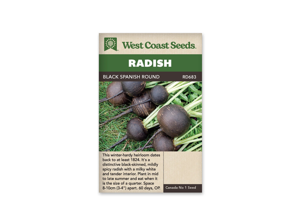 Sachet West Coast Seeds Black Spanish Round illustré de radis ronds à peau très foncée posés sur de l’herbe. Leurs racines fines s’étirent vers la gauche, tandis que les tiges pâles et les feuilles vertes se regroupent à droite. Le nom de la variété est placé dans le bandeau brun au-dessus de la photo.