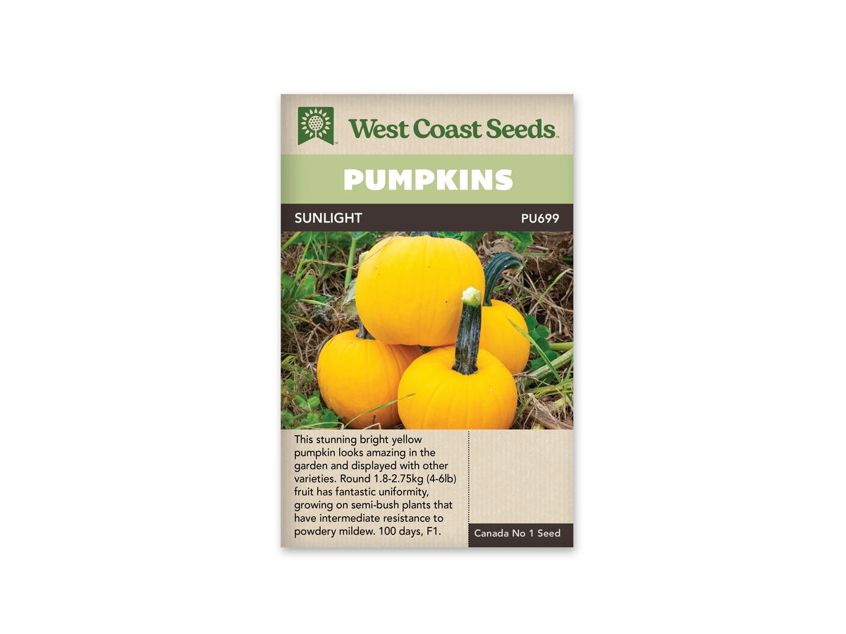 Sachet Sunlight de West Coast Seeds avec un bandeau vert pâle et le nom sur fond brun. Quatre citrouilles jaune vif, rondes à légèrement ovales, sont regroupées parmi des tiges et des feuilles au sol. Les pédoncules visibles sont vert foncé. Un encadré beige portant du texte se trouve sous la photographie.