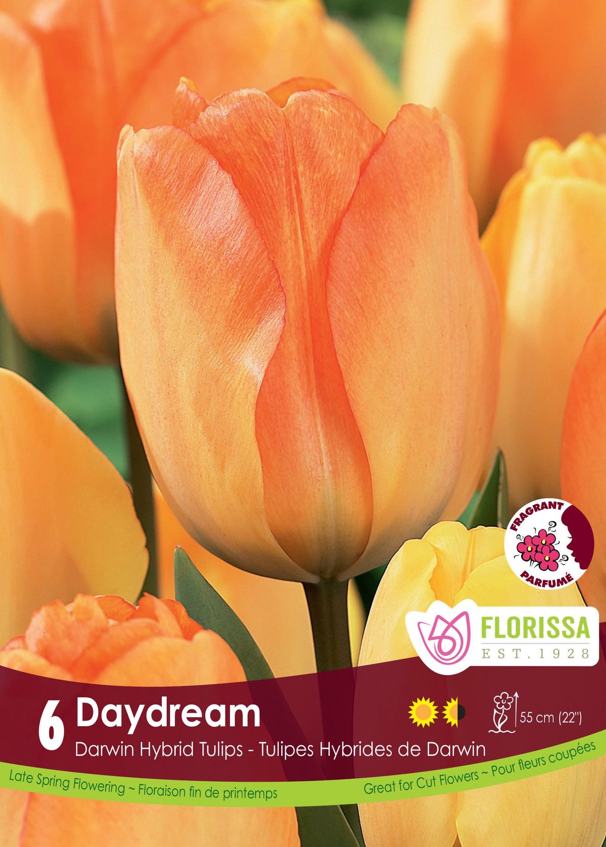 Tulipe Daydream ( Tulipa ) : une tulipe orange et jaune en coupe allongée. Le visuel Florissa présente la plante et son nom dans la partie inférieure de l’étiquette. La photographie occupe presque toute la surface, tandis que le bandeau du bas rassemble les indications du produit. Cette vue permet de reconnaître son apparence et de distinguer la variété présentée.