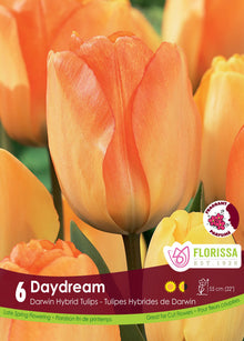 Tulipe Daydream ( Tulipa ) : une tulipe orange et jaune en coupe allongée. Le visuel Florissa présente la plante et son nom dans la partie inférieure de l’étiquette. La photographie occupe presque toute la surface, tandis que le bandeau du bas rassemble les indications du produit. Cette vue permet de reconnaître son apparence et de distinguer la variété présentée.