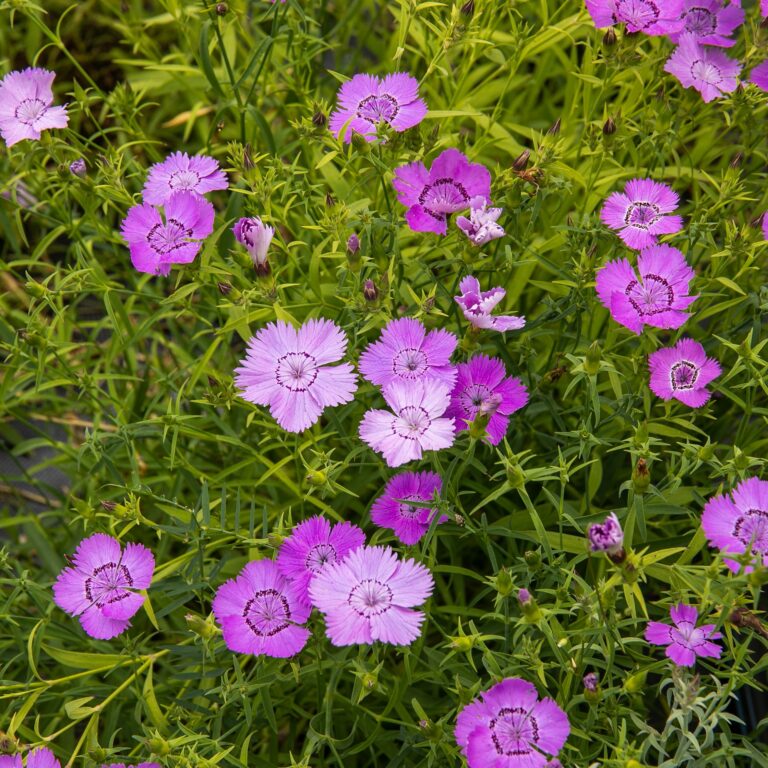 Œillet Siberian Blues. Petites fleurs mauves d’œillet parmi des tiges vertes. Le cadrage permet de voir les formes, les couleurs et les détails du sujet représenté. Les contours se détachent du fond de l’image, avec des différences de teinte et de texture visibles sur les surfaces. Cette vue accompagne la présentation du produit dans la boutique.