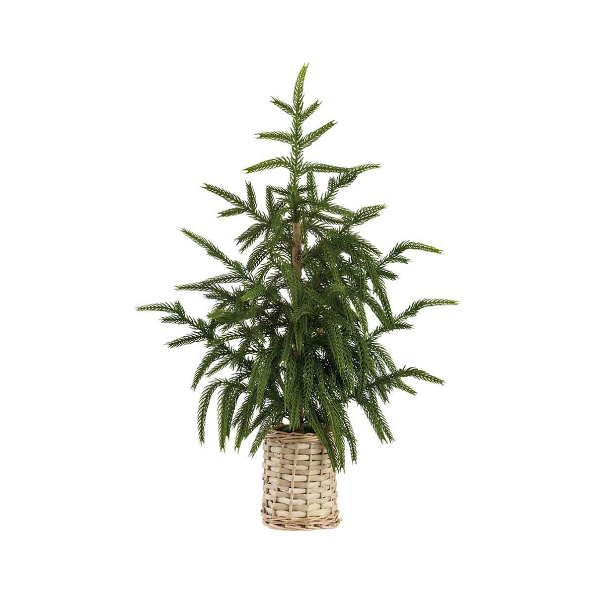 Cyprès décoratif en panier naturel 21''