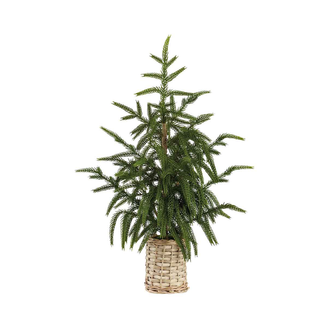 Cyprès décoratif en panier naturel 21''