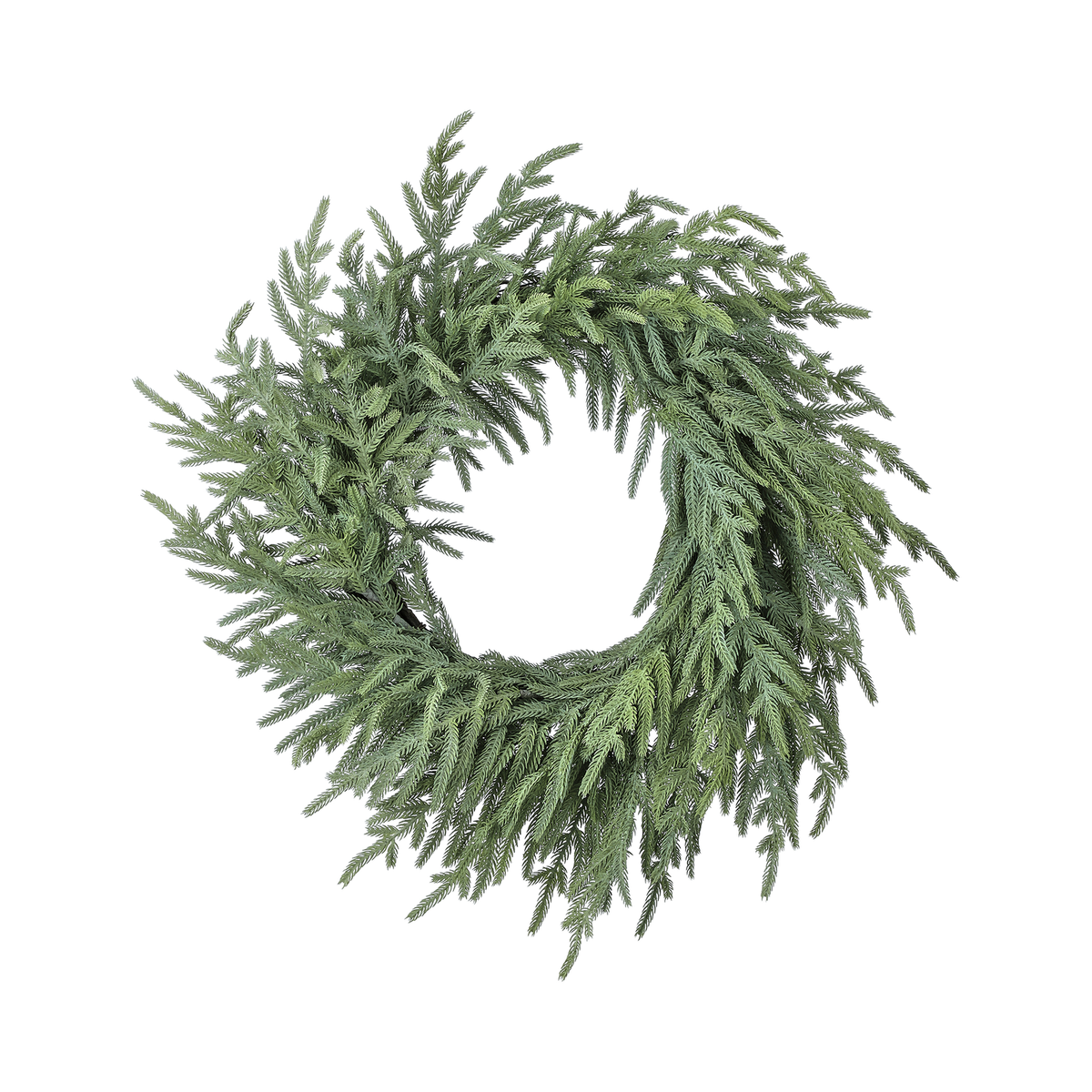 Couronne pin de Norfolk fraîchement coupée vert pâle 24"