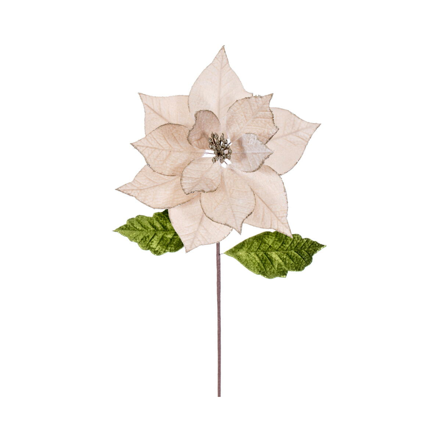 Tige de poinsettia champagne 20" fleur 12"
