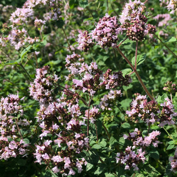 Organic common oregano