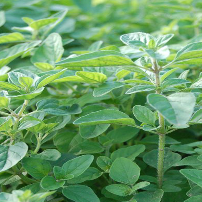 Origan grec bio